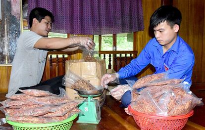 Mô hình tôm cá sấy - hướng đi mới phát triển kinh tế cho thanh niên Khuôn Hà