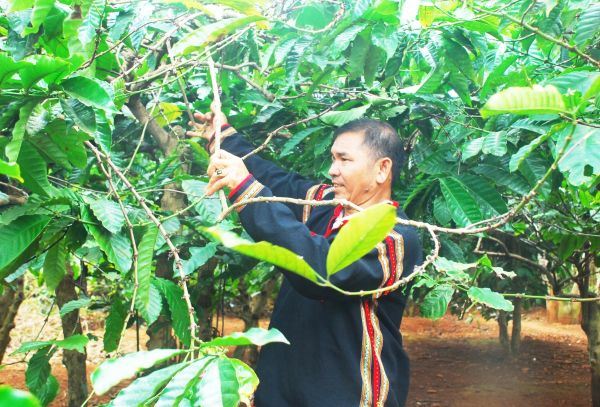 Giữ nhịp dòng vốn chính sách giữa đại ngàn Tây Nguyên