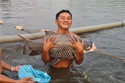 Chàng trai Tiền Giang nuôi cá khủng hốt bạc tỉ mỗi năm