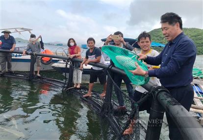 Nuôi cá biển trong lồng nhựa HDPE, con nào cũng to bự, sống khỏe, nhanh được bán