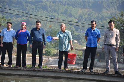 Lào Cai: Chăn nuôi gà, cá hiệu quả ở vùng bị ảnh hưởng thiên tai, xuất hiện nhiều triệu phú