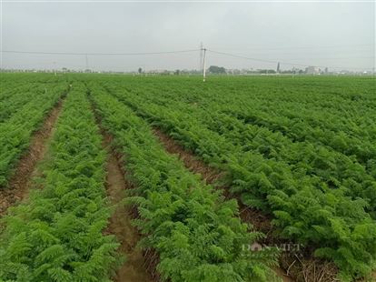 Đã có tỉnh đầu tiên được cấp mã số vùng trồng cho rau, củ xuất khẩu