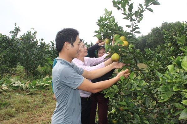 Tín dụng chính sách mang đến mùa xuân no ấm