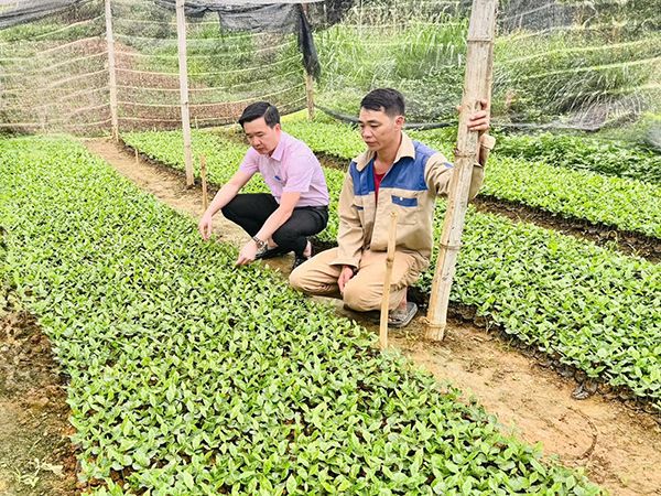 Từ đồng vốn chính sách đến những sinh kế bền vững ở Mai Sơn