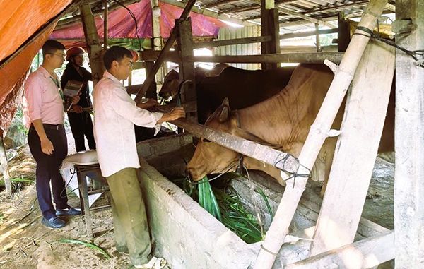 Tín dụng chính sách “chắp cánh” sinh kế ở Quảng Trị