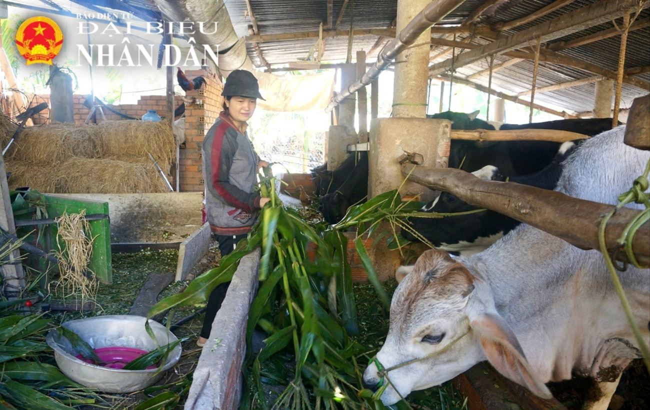 Tín dụng chính sách - Đòn bẩy thực hiện Chỉ thị 39 ở vùng khó Đắk Lắk