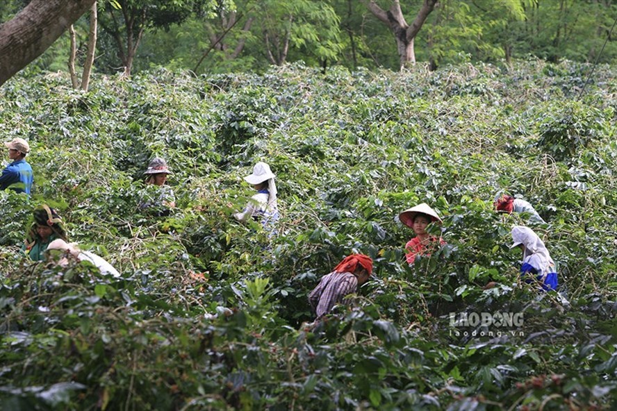 Nông dân ''khóc ròng'' vì cà phê… được mùa, được giá