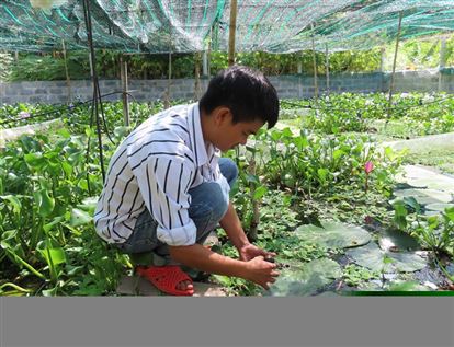 Thanh niên khởi nghiệp từ ốc bươu đen