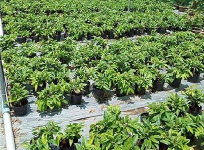 Khởi nghiệp từ chưa đầy 2 triệu đồng, 9X Bến Tre thu lãi nửa tỷ đồng mỗi năm