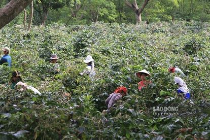 Nông dân khóc ròng vì cà phê… được mùa, được giá