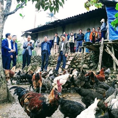 Nuôi loại gà đặc sản đen từ ngoài vào trong, nông dân xã biên giới giàu lên trông thấy