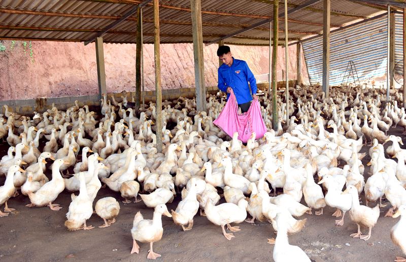 Tín dụng chính sách: Điểm tựa cho thanh niên khởi nghiệp