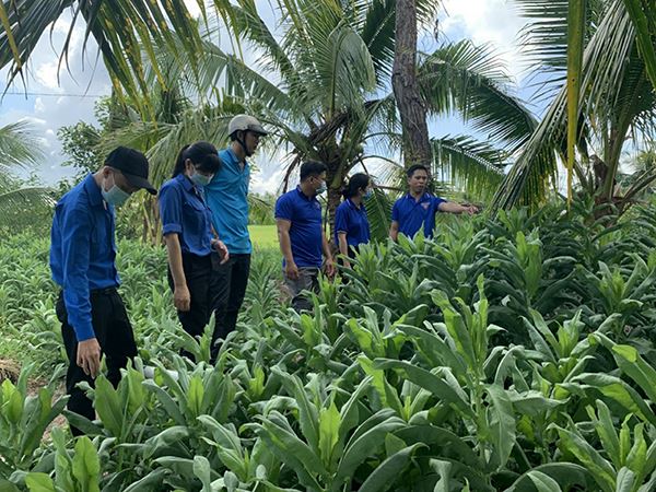 Hơn 1.000 đoàn viên thanh niên được vay vốn ưu đãi phát triển kinh tế