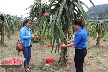 Đồng hành, hỗ trợ thanh niên khởi nghiệp