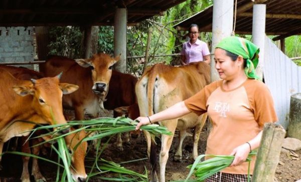 Tín dụng chính sách tiếp tục đóng góp quan trọng vào mục tiêu giảm nghèo, giải quyết việc làm và đảm bảo an sinh trên địa bàn tỉnh Nghệ An