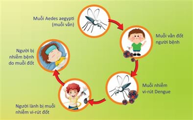 Sốt xuất huyết là bệnh truyền nhiễm cấp tính